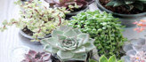 Vetplanten